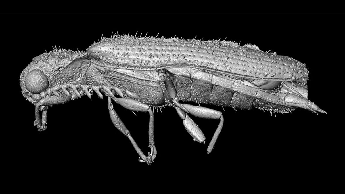 Vědci objevili unikátní brouky v miliony let starém jantaru. Přispěl i olomoucký zoolog